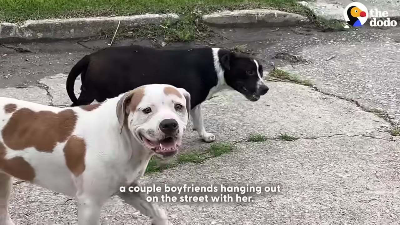 A black and white dog walks on a paved street alongside a white dog with brown patches.