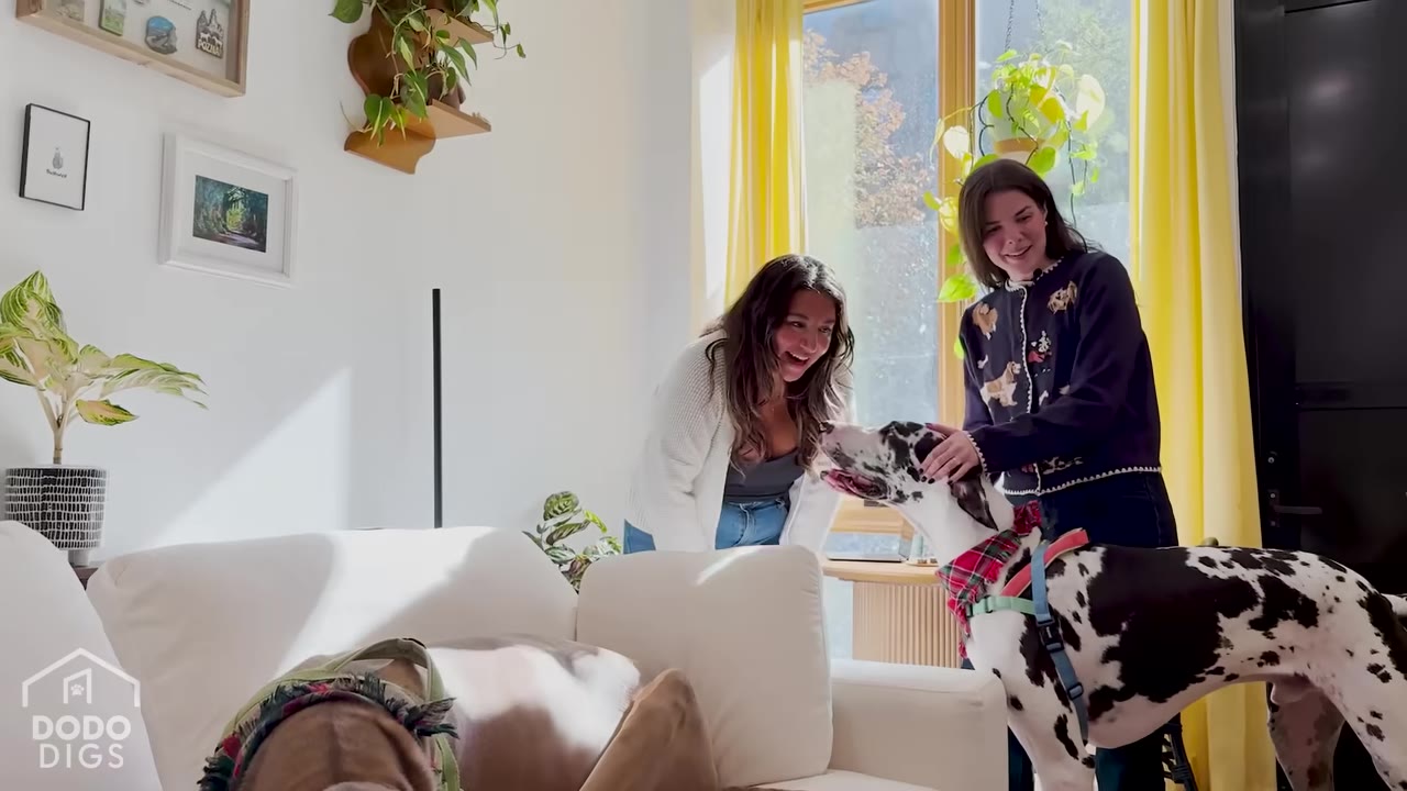 Two women smiling and petting a large black-and-white Great Dane in a bright, sunlit apartment living room.