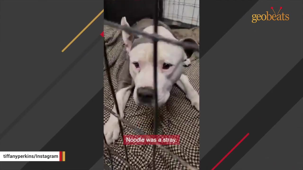 A white and grey dog named Noodle looking sad from inside a wire shelter cage.