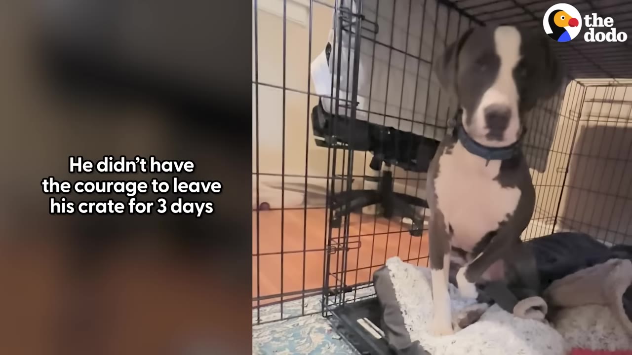 A black and white dog sits timidly inside a wire crate, looking directly at the camera with wide eyes.