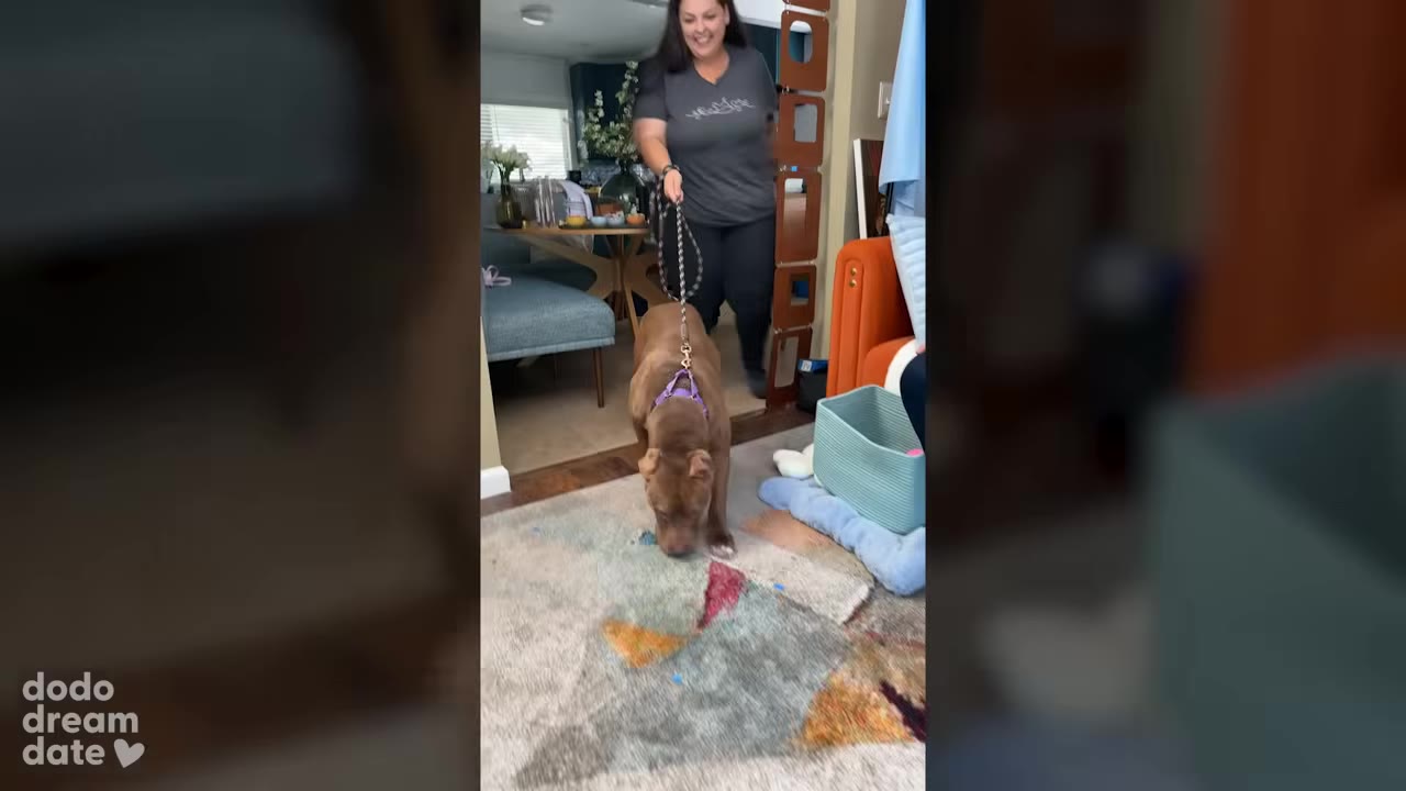 A brown dog wearing a purple harness is led on a leash by a smiling woman into a living room.