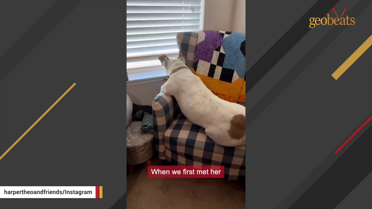 A white dog with a brown patch on its rear sits on a plaid armchair, facing away from the camera and looking out a window with closed blinds.