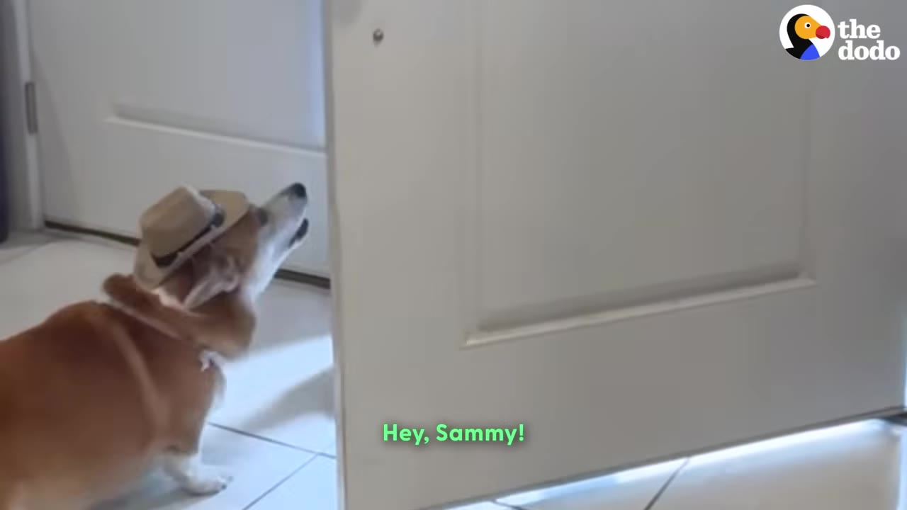 A Corgi wearing a small cowboy hat looks up excitedly as a white front door begins to open.