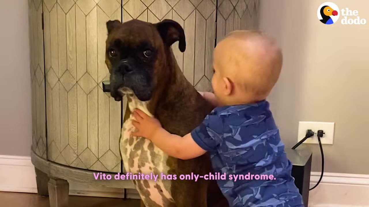 A brindle Boxer dog named Vito sits patiently as a young toddler in a blue shark-patterned shirt hugs him around the neck.