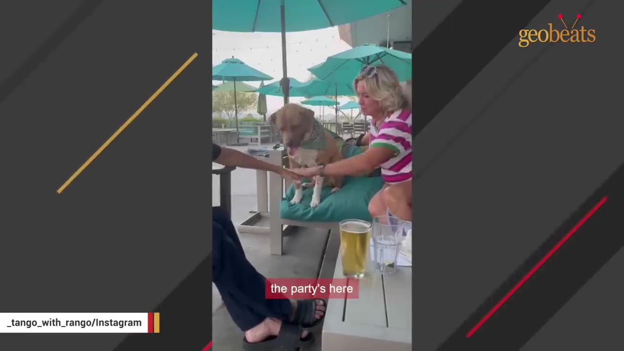 A tan dog wearing a green bandana sits on a teal patio chair at an outdoor restaurant, shaking hands with a person while a woman in a striped shirt sits nearby under teal umbrellas.