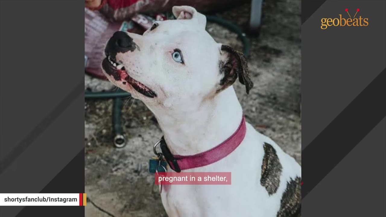 A close-up shot of a white dog with blue eyes and a pink collar looking upwards, with a caption overlay that reads 'pregnant in a shelter,'.
