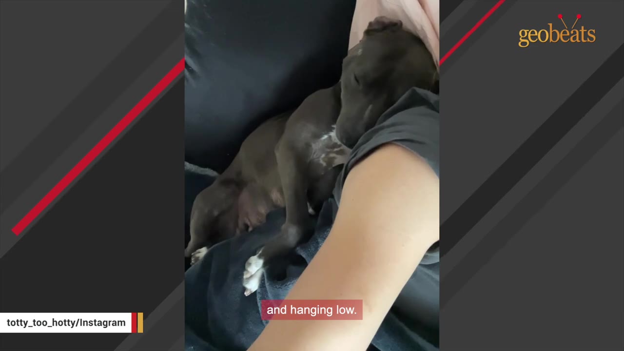 A dark-colored pit bull lies on a person's lap, showing her stretched and hanging teats, indicating a history of multiple litters.