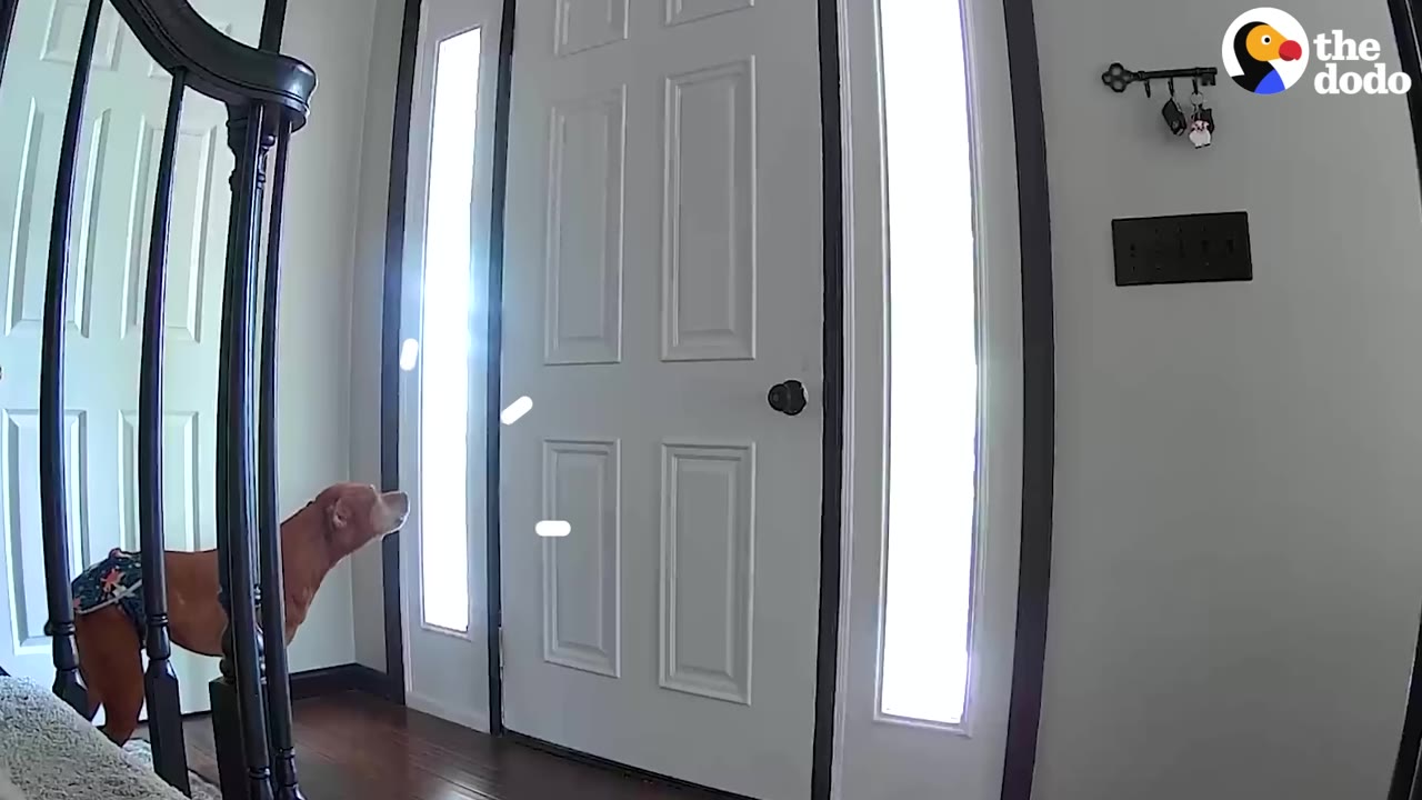 A brown dog wearing a diaper stands near a white front door with sidelights, looking up anxiously.