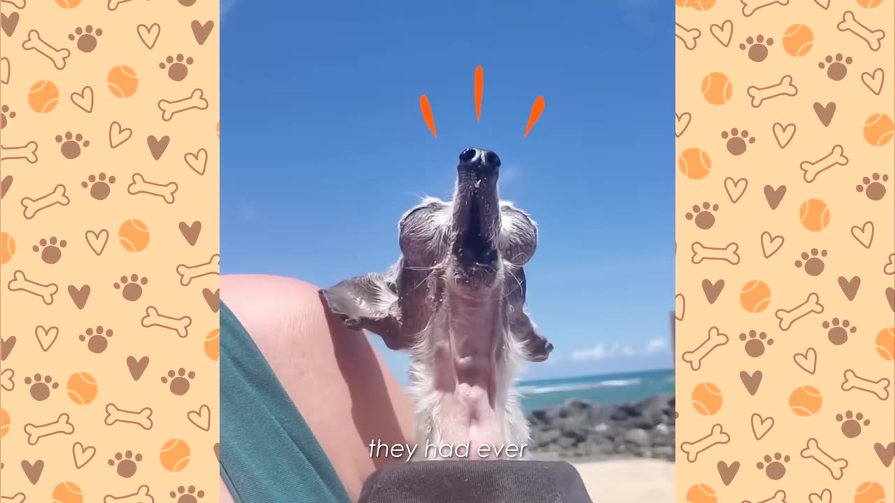 A tiny, light-colored dog tilts its head back to howl against a bright blue sky background.