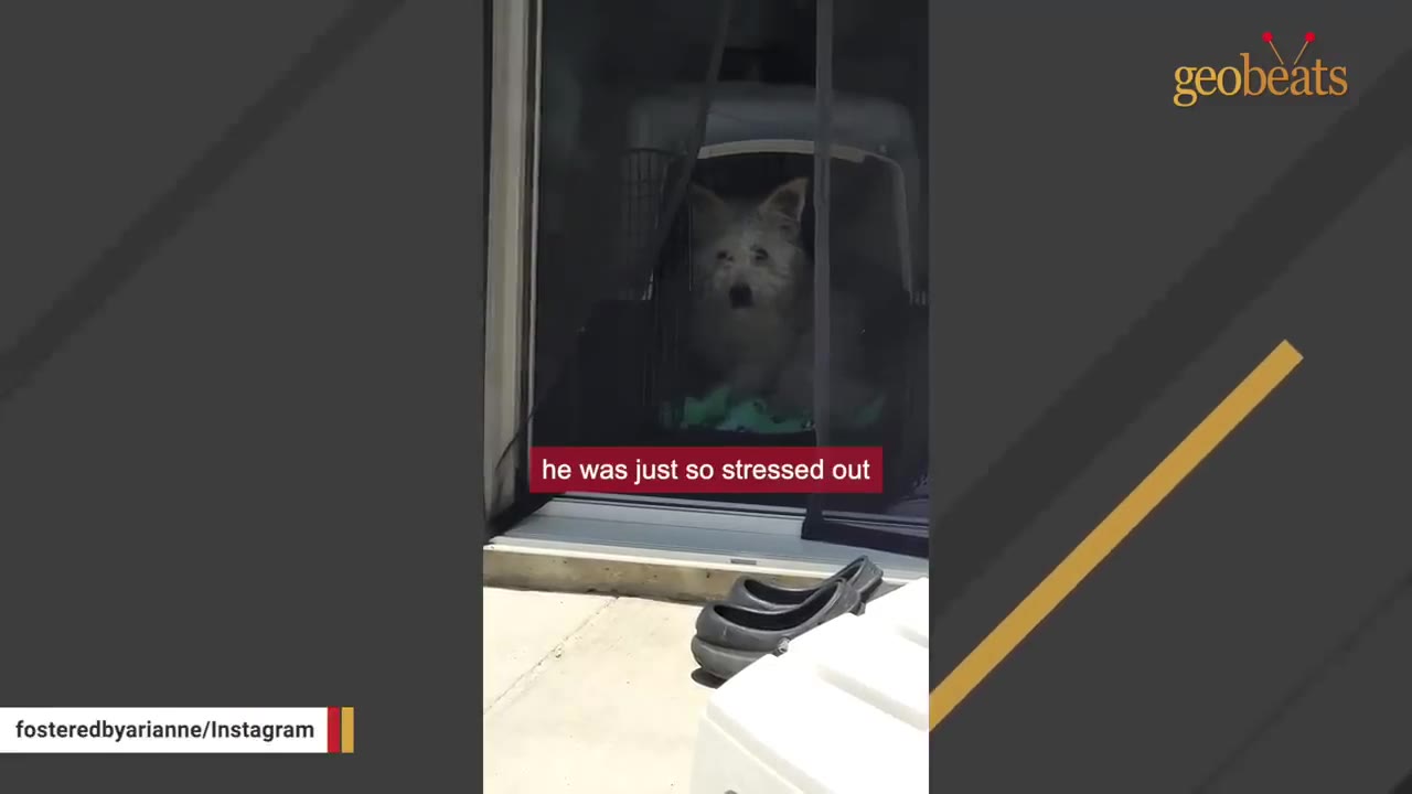 A small white dog sits inside a pet crate in the dark shadows behind a screen door, looking anxious.