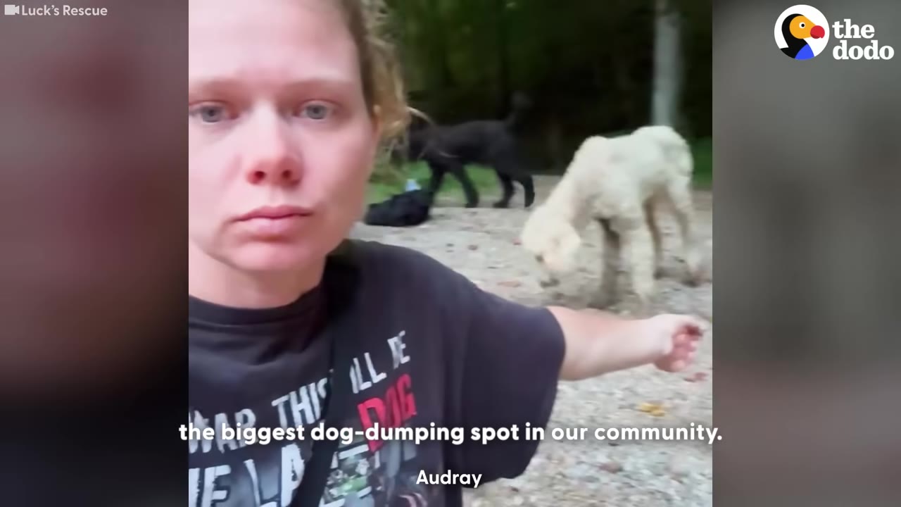 A woman looks at the camera while reaching her hand out toward a black poodle and a white poodle standing in a wooded area.