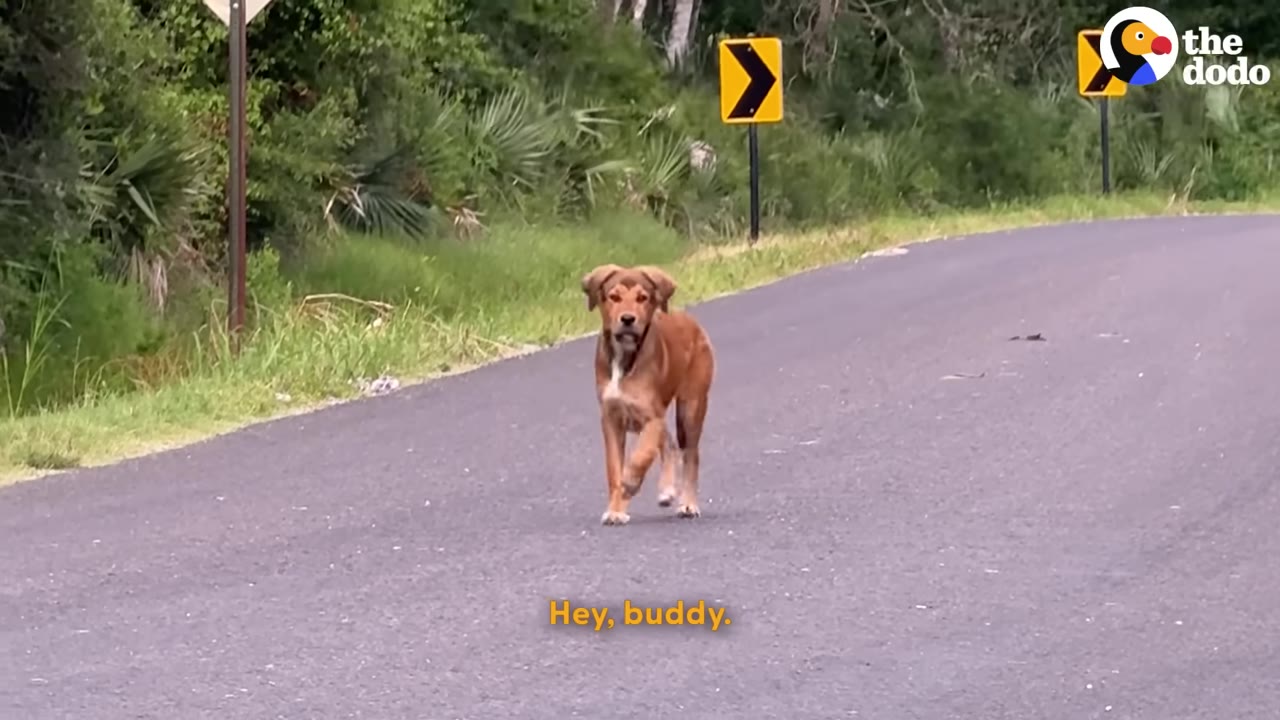 A young brown dog walks down the middle of an empty paved road lined with green trees and yellow road signs.