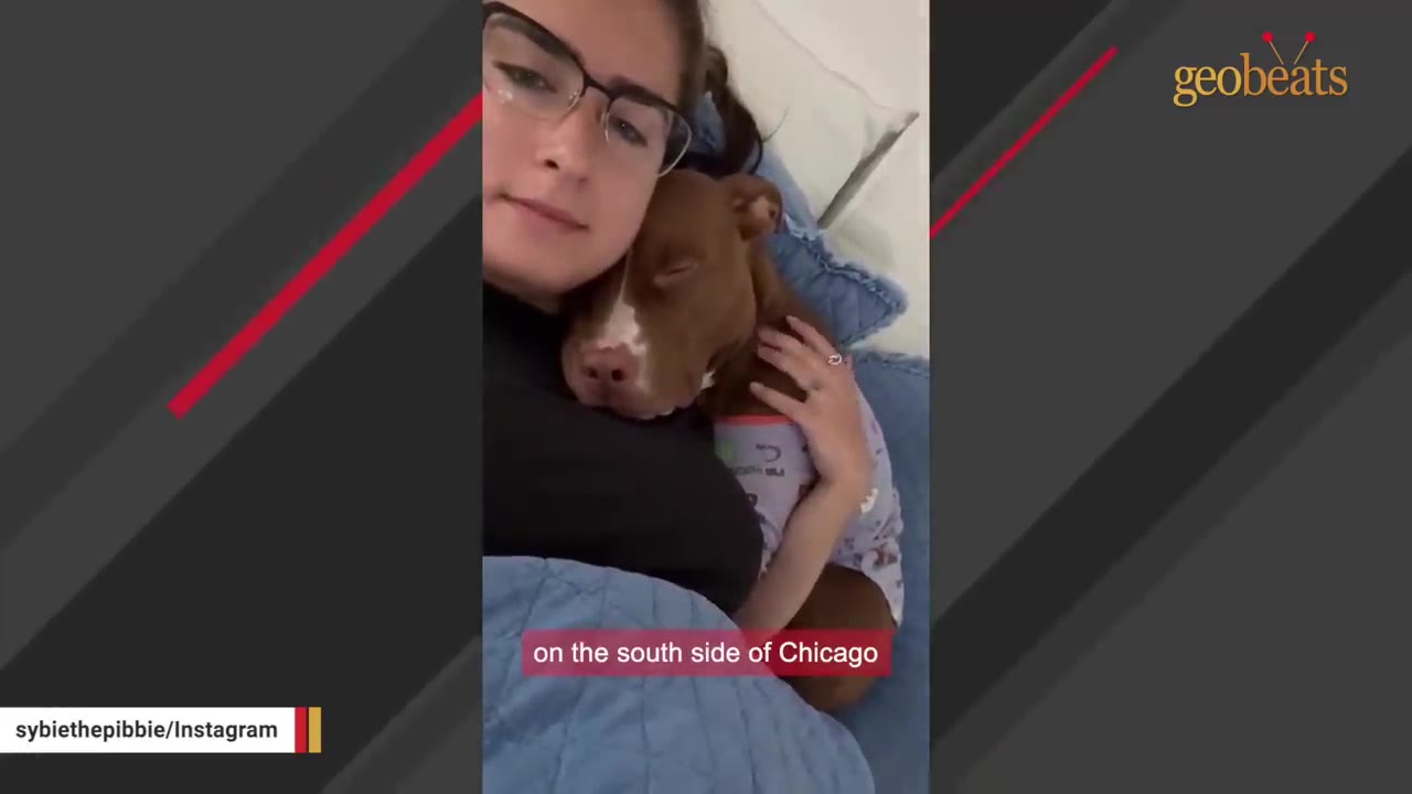 A woman with glasses cuddles a brown and white dog sleeping peacefully in bed.