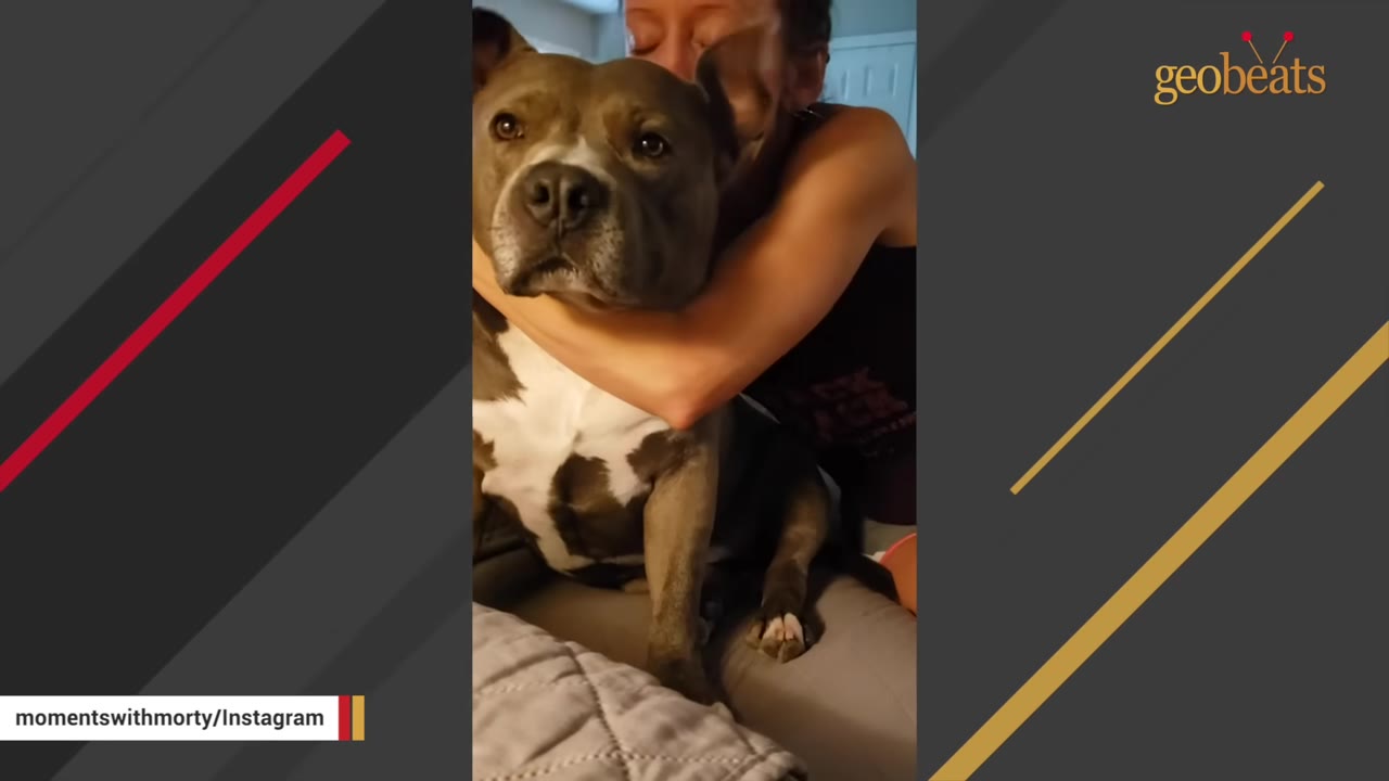 A woman hugs a grey and white pit bull from behind as the dog looks directly forward with a calm expression.