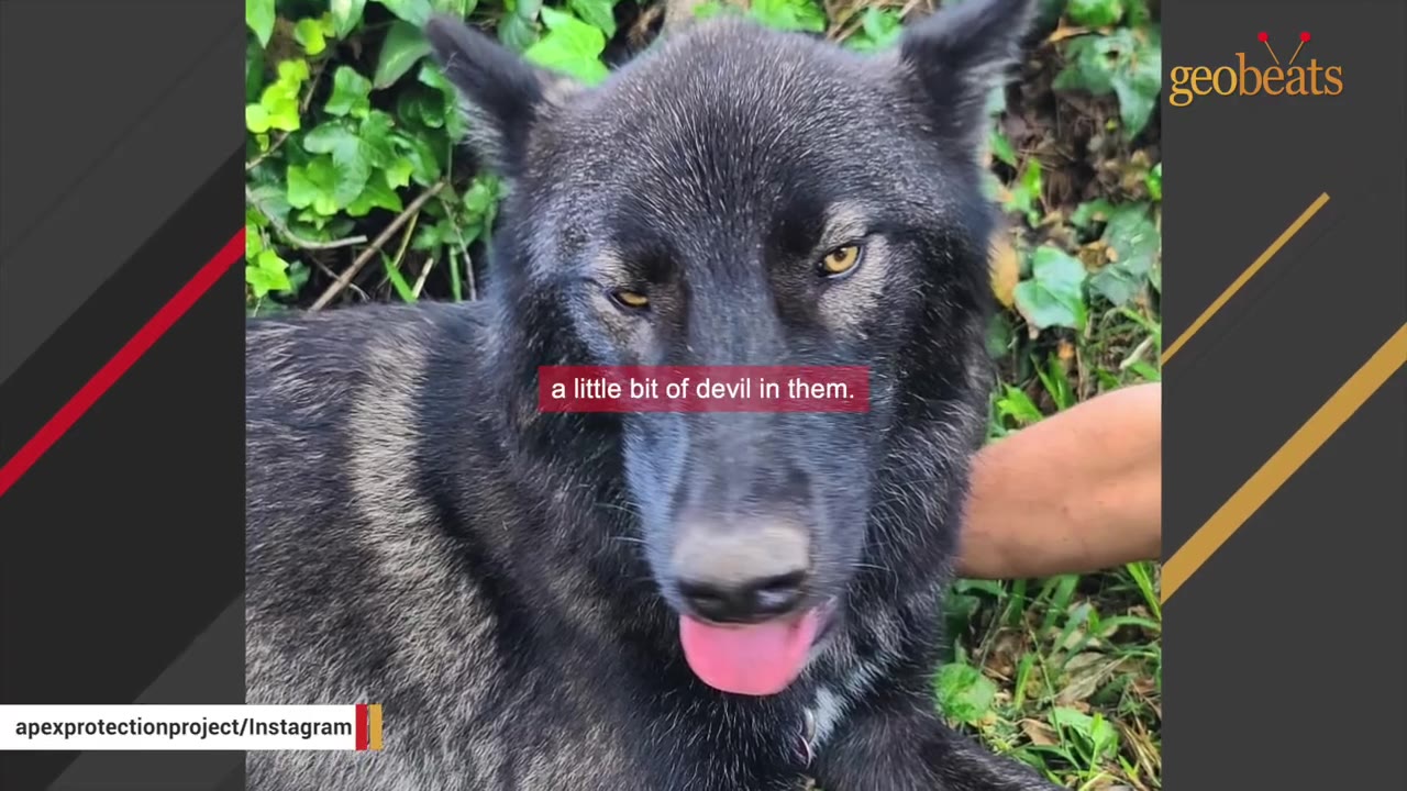A close-up shot of a dark-furred wolfdog looking directly at the camera with its tongue slightly out.
