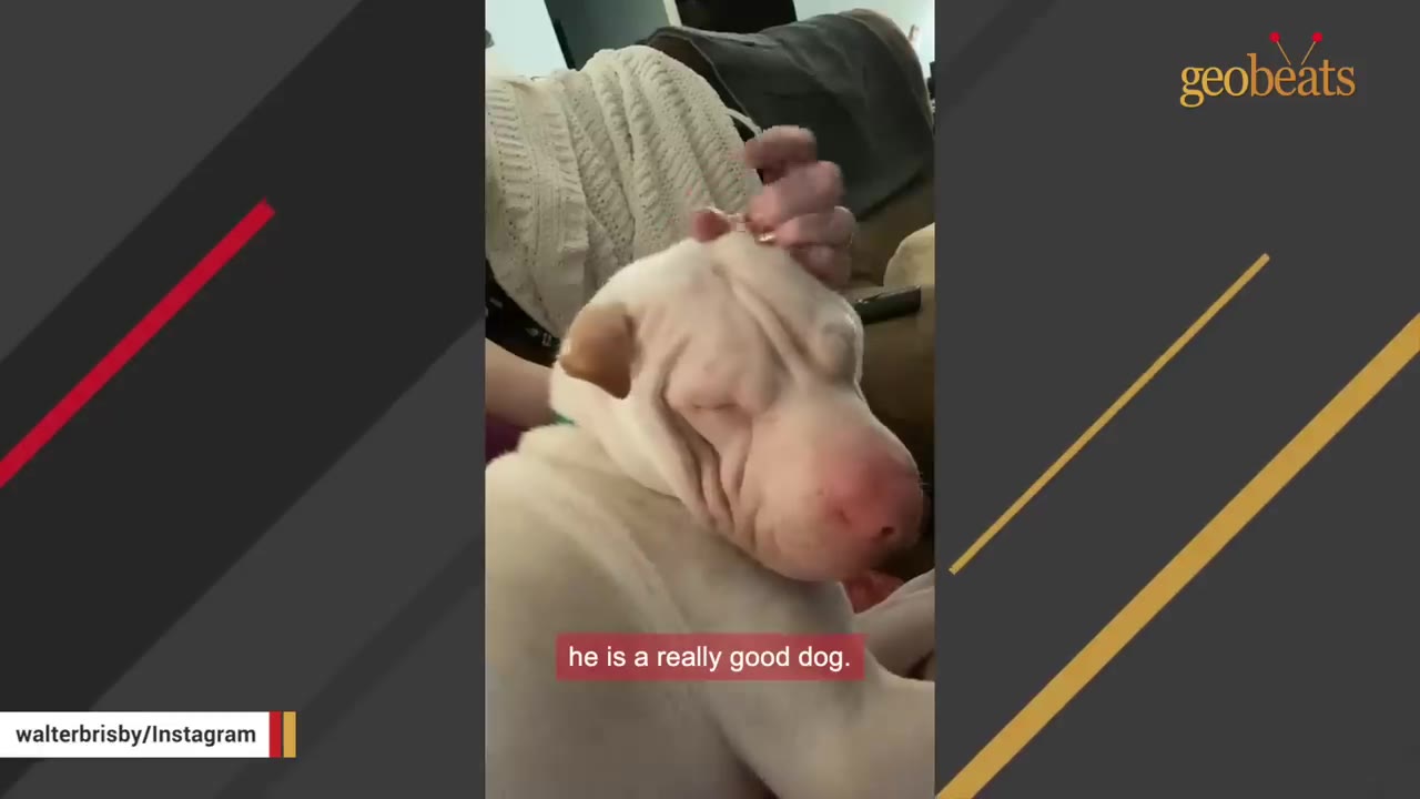 A light-colored, wrinkled dog rests its head contentedly as a person's hand gently pets its head.