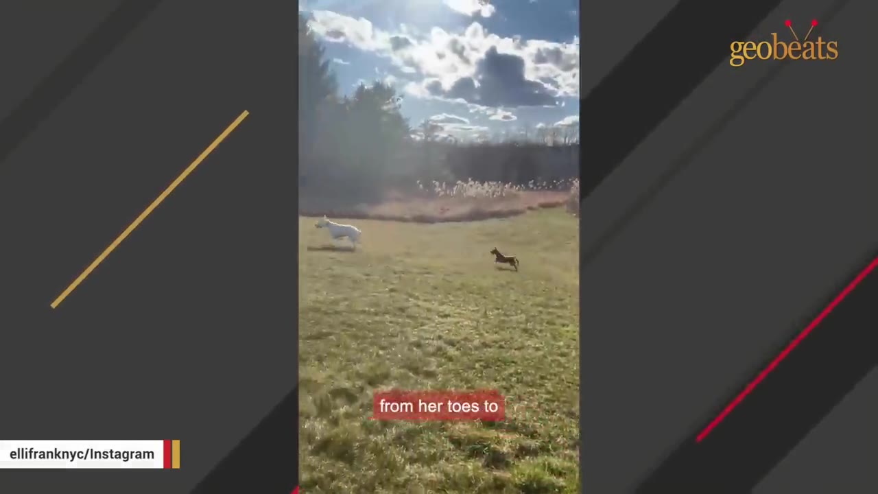 A white goat leaps gracefully through the air while running across a grassy field alongside a small black dog.