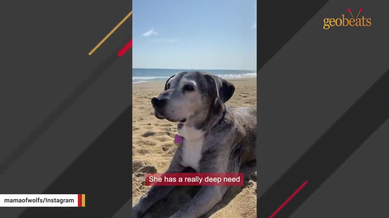A brindle and white dog with a grey face sits on a sandy beach under a blue sky, looking off to the side.