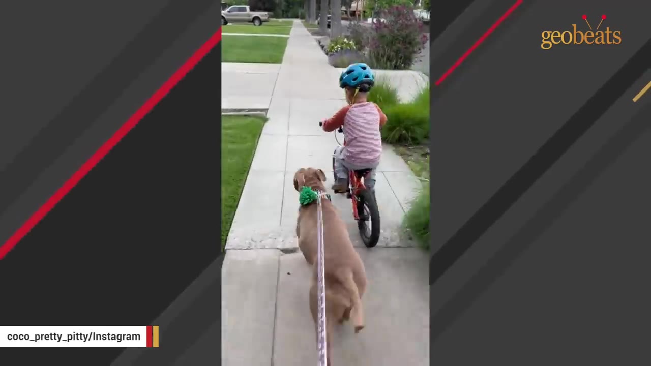 A brown dog on a leash walks along a sidewalk next to a young child riding a bicycle with a blue helmet.