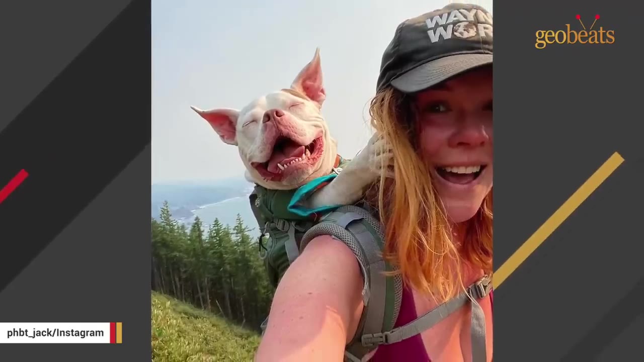 A smiling white dog with its eyes closed rides in a backpack carrier on a woman's back during a scenic mountain hike.