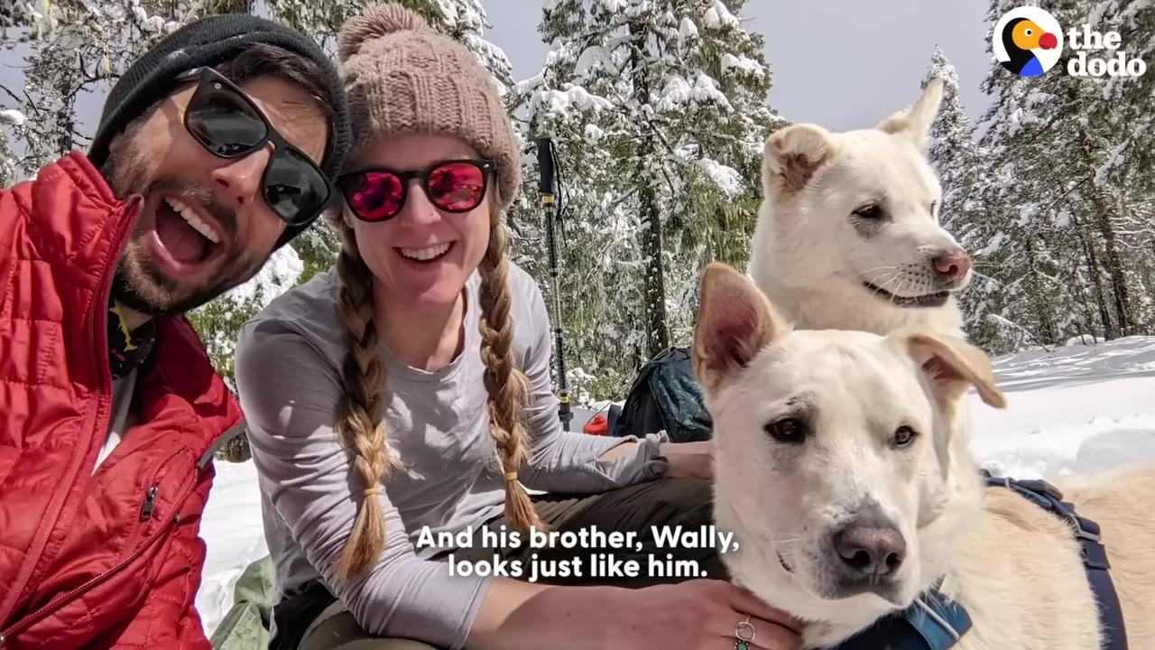 A smiling man and woman in winter gear pose in a snowy forest with two similar-looking white dogs.