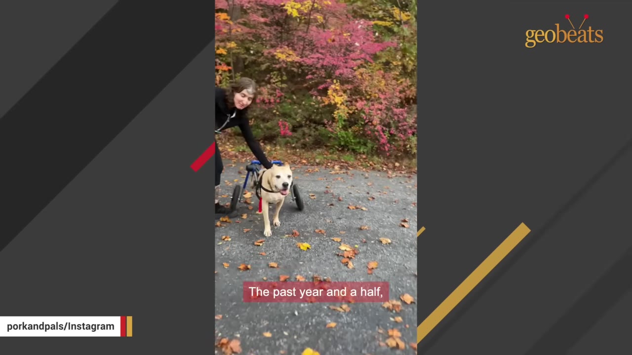 A woman smiles as she walks alongside a light-colored dog in a blue wheeled cart on a paved path covered in autumn leaves.