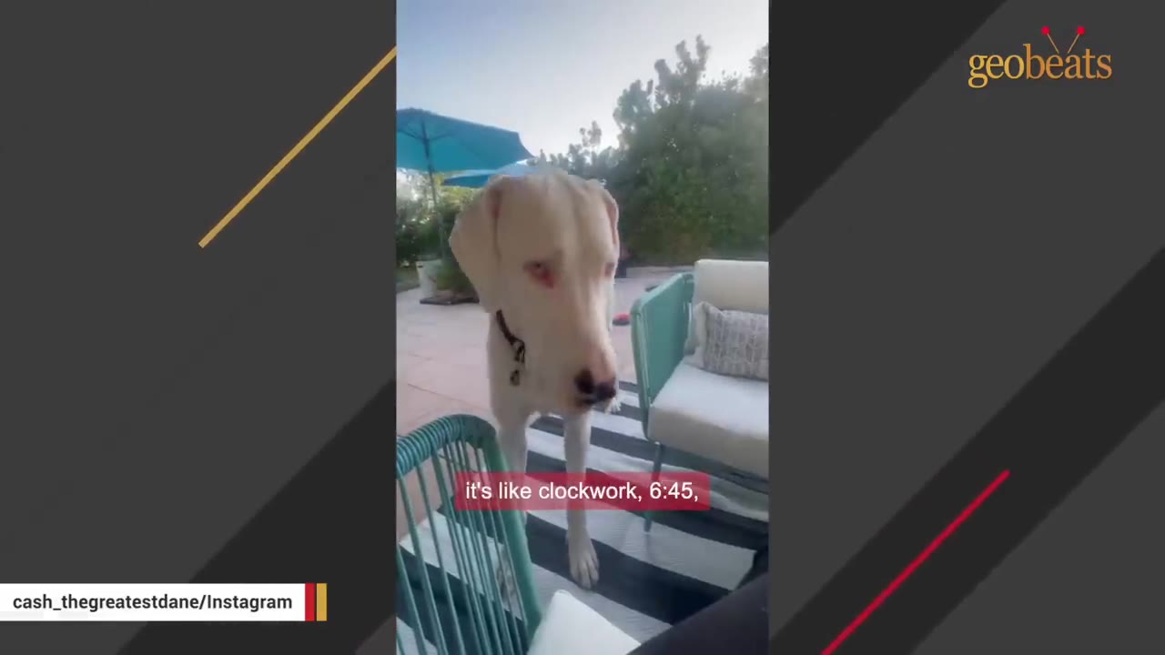A white Great Dane standing on an outdoor patio looking directly at the camera.