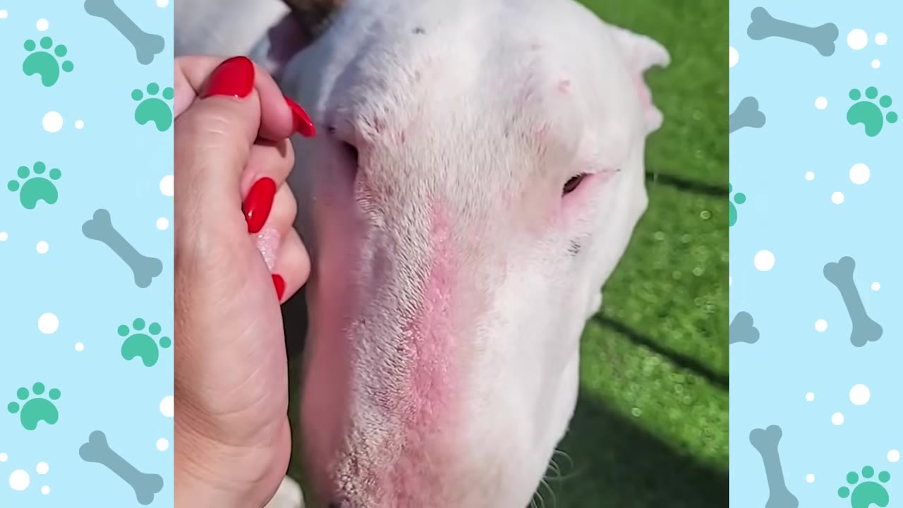A close-up of a white Bull Terrier being gently petted on the head by a hand with bright red nail polish.