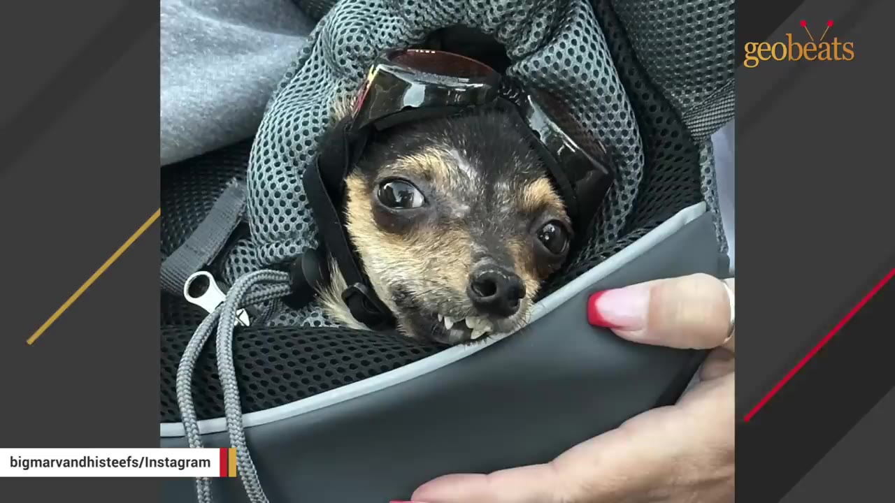 A close-up of a small black and tan Chihuahua-mix dog named Marv wearing black goggles on his head, showing his unique underbite as he peeks out of a grey carrier bag.