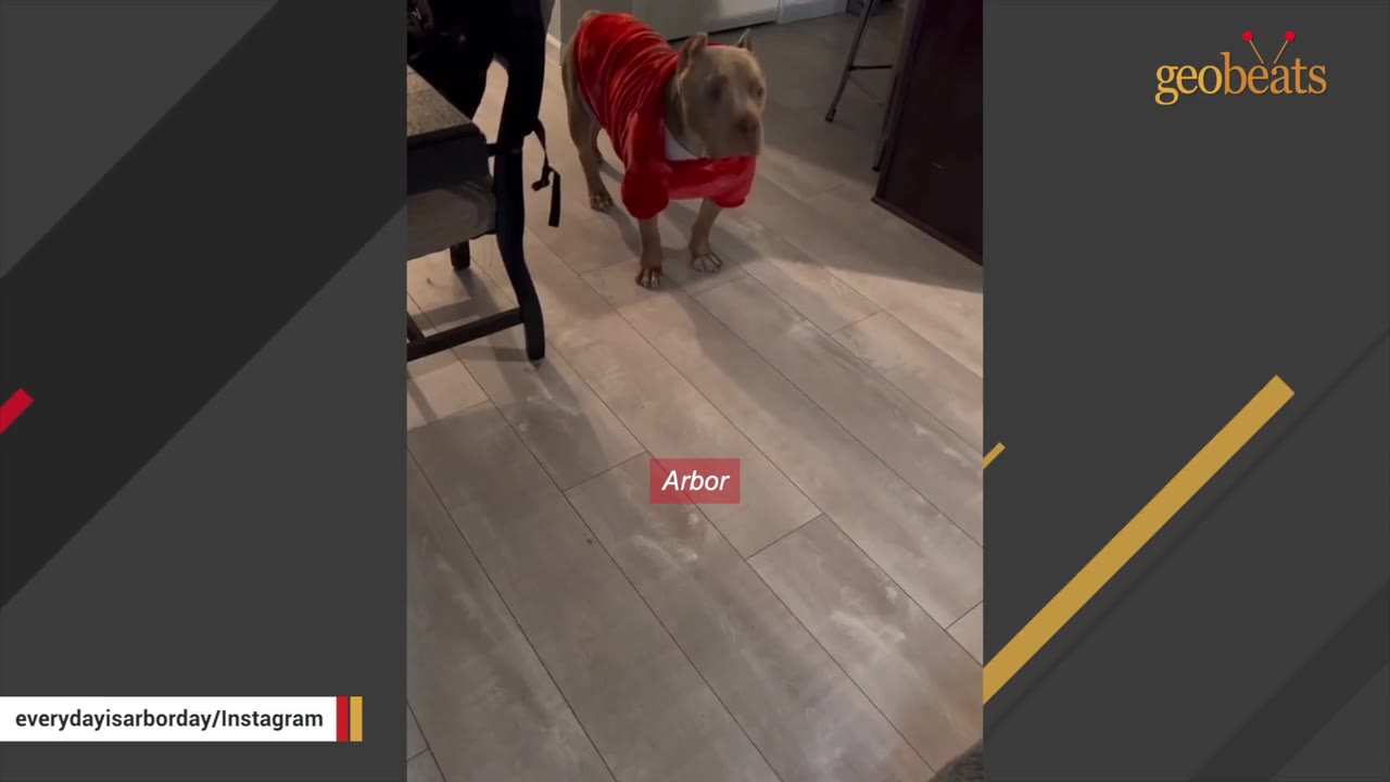 A tan pit bull-type dog named Arbor wearing a red sweater stands on a light wood floor indoors.