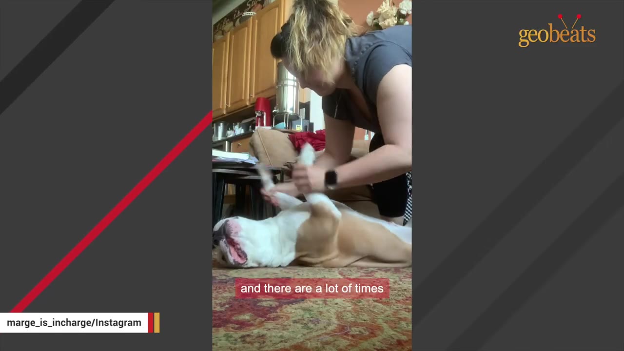 A woman leans over a tan and white dog lying on its back on a patterned rug, playfully holding its front paws.