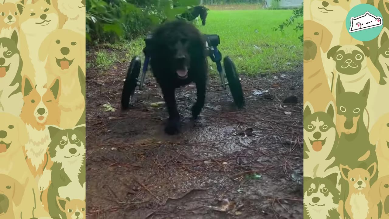 A black dog using a blue and black wheeled cart to walk along a dirt path in a grassy area.