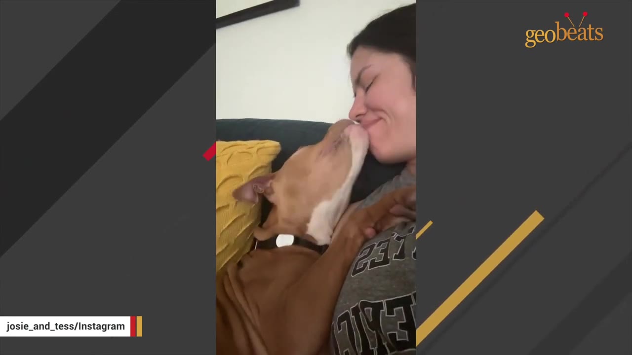 A brown and white dog licks the chin of a smiling woman as they cuddle on a couch.