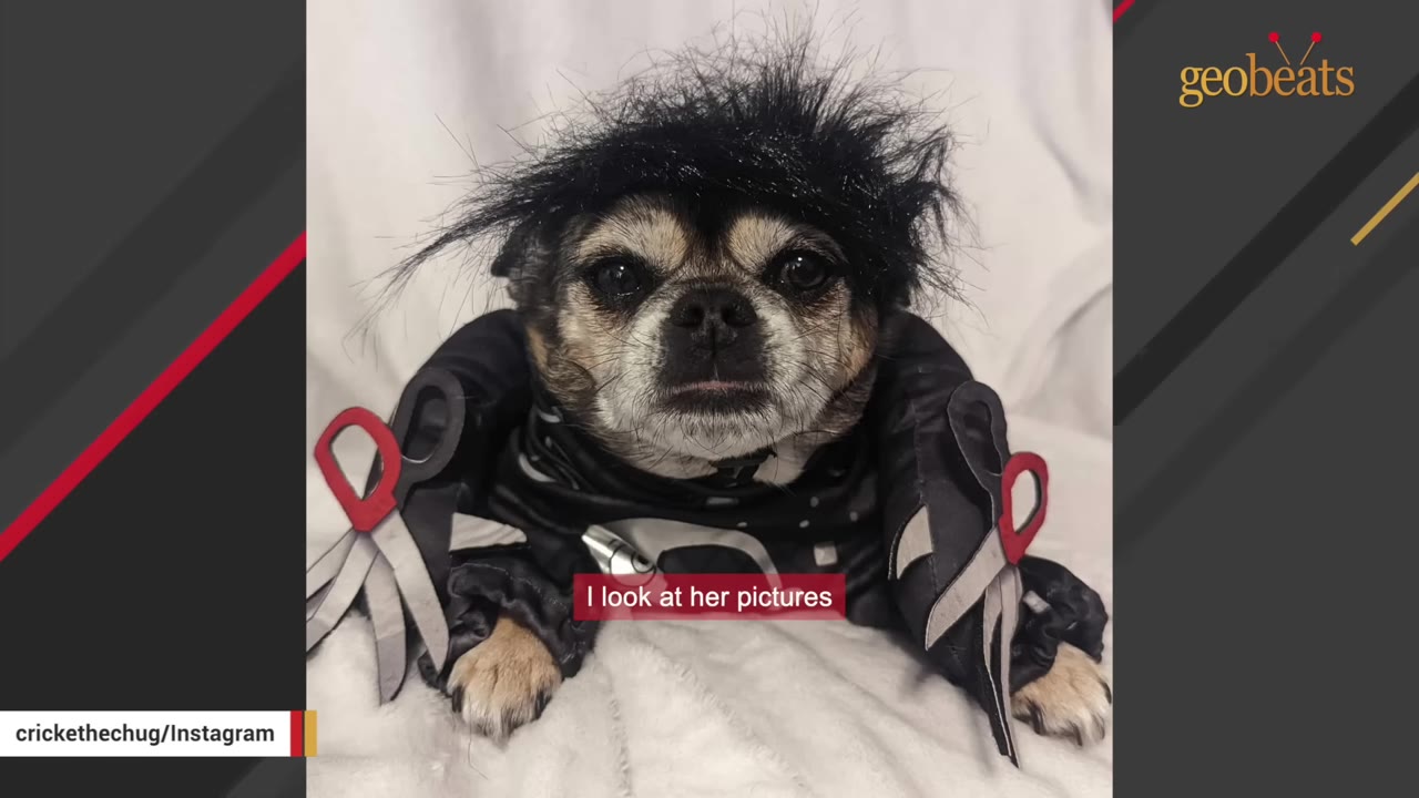 A small dog named Cricket wearing a black wig and an Edward Scissorhands costume with fake scissors on her paws.