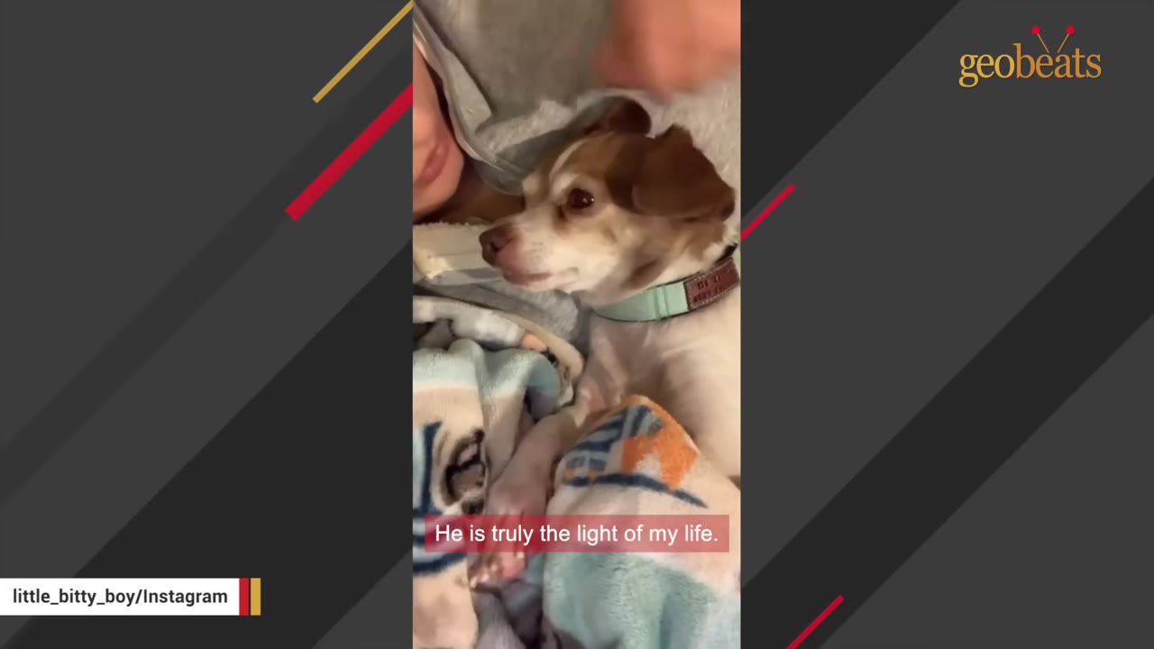 A small brown and white dog wearing a light green collar lies cuddled next to its owner under a blanket, with text overlay reading 'He is truly the light of my life.'
