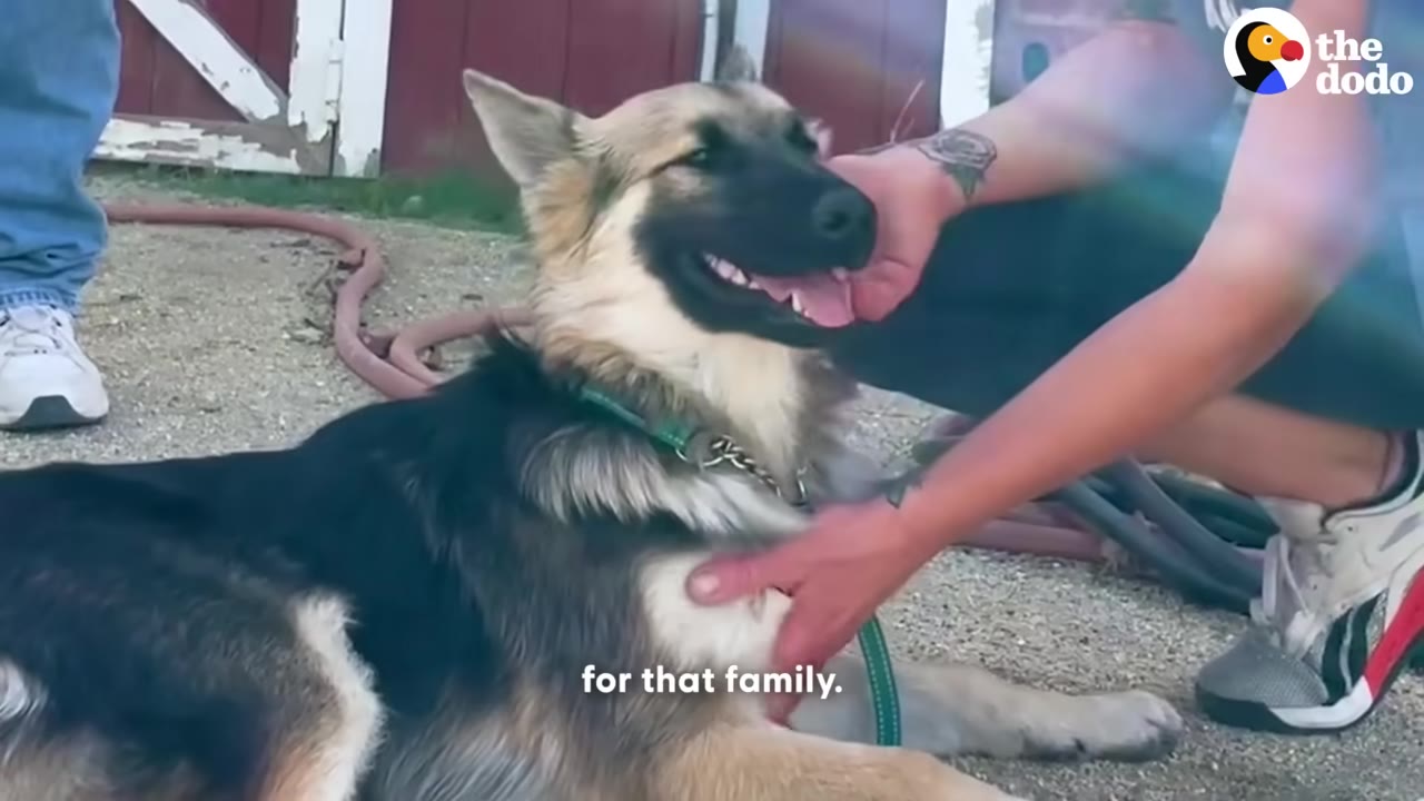 A German Shepherd dog lying down on the ground, looking up happily as a person gently pets its neck and chest.