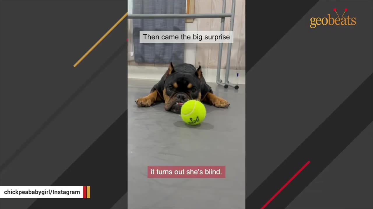 A black and tan French bulldog lies flat on a grey floor with its chin down, looking towards a bright green tennis ball in front of it.