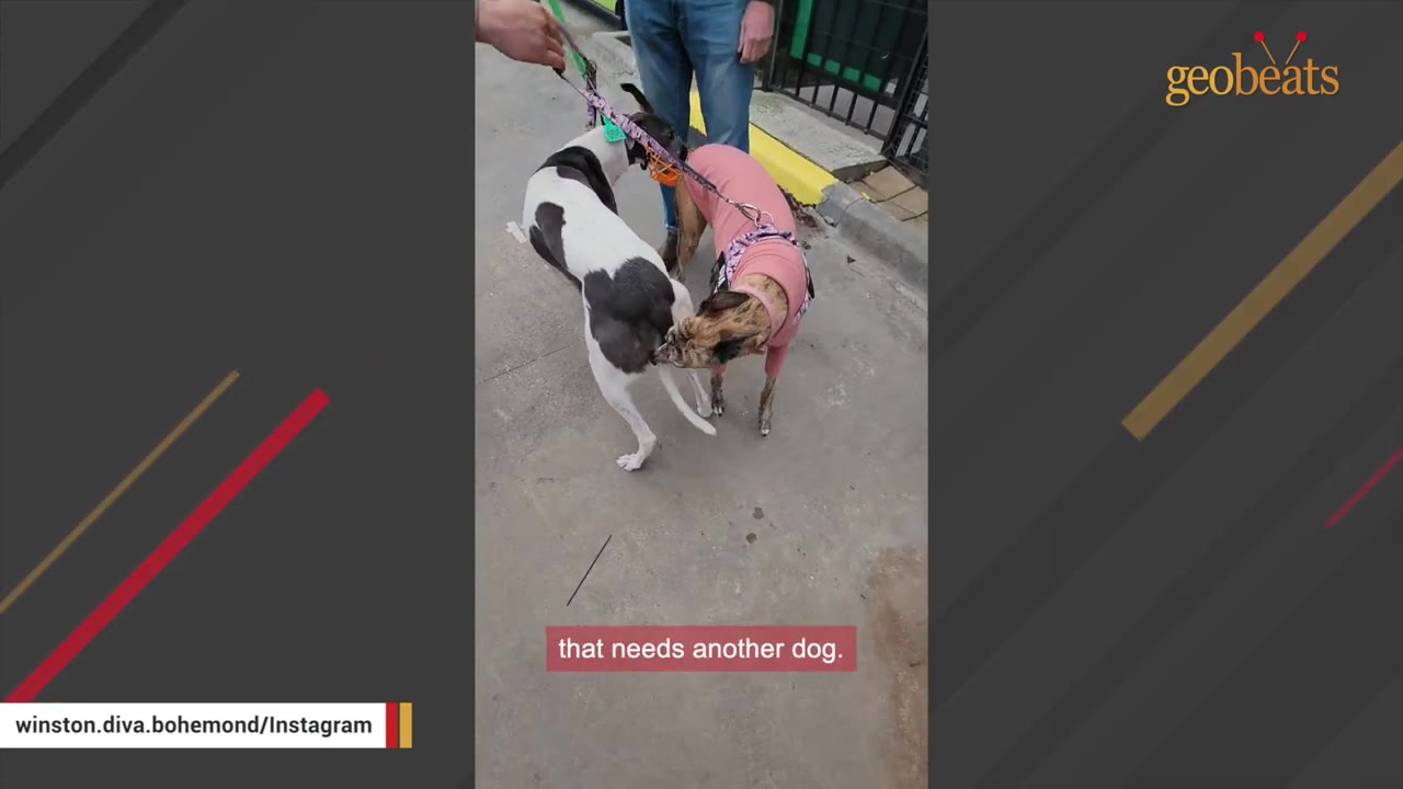 A black and white dog and a brindle dog wearing a pink sweater sniff each other during an introduction on a paved path.