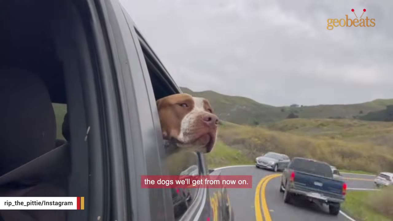 A brown and white dog sticks its head out of a car window, looking at the road ahead.