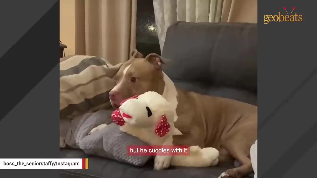 A tan and white dog lying on a grey couch, cuddling with a white stuffed lamb toy.