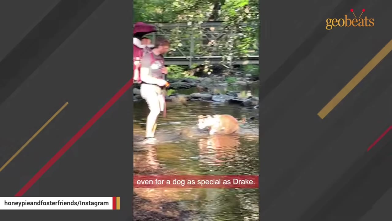 A person carrying a baby in a backpack carrier stands in a shallow stream next to a brown and white dog splashing in the water.