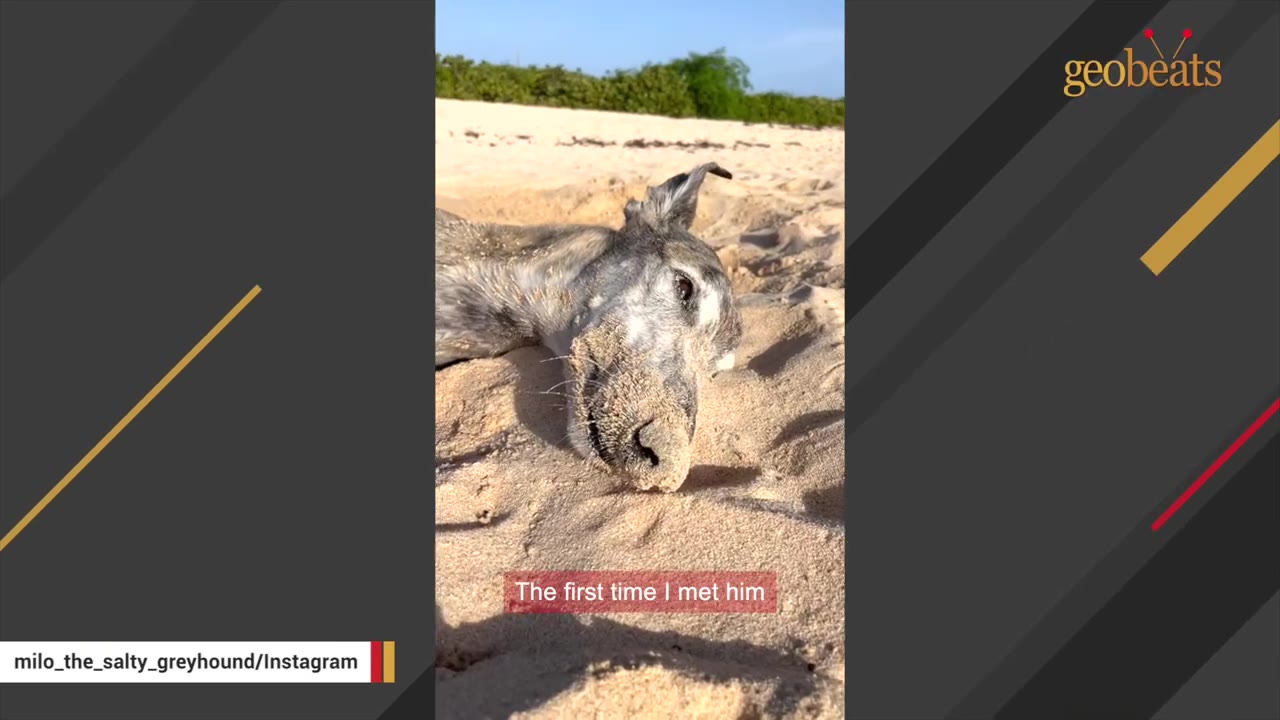 A greyhound dog lies on a sandy beach, looking tired with sand on its snout.