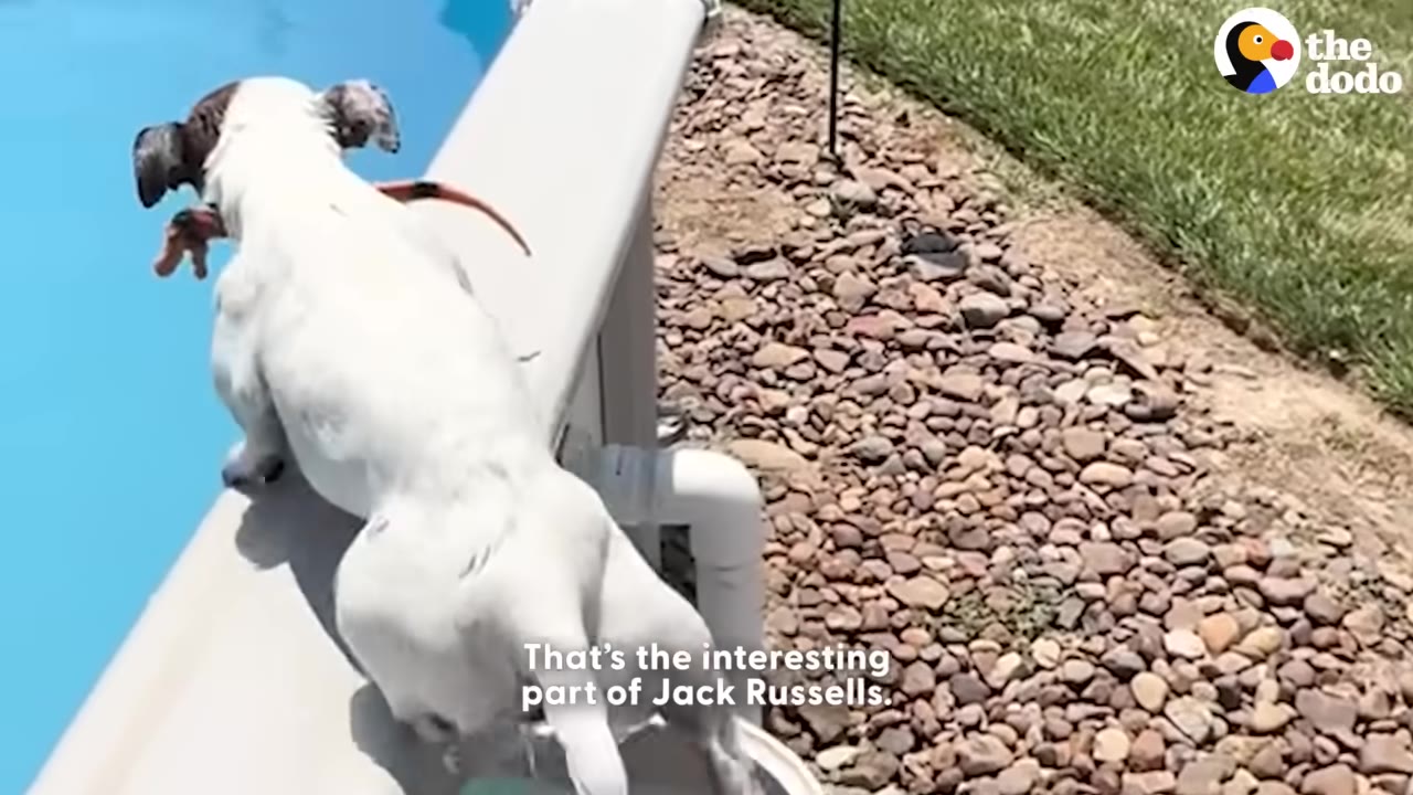A white Jack Russell Terrier balances on the edge of an above-ground pool as it lowers its hind legs into a skimmer basket opening.