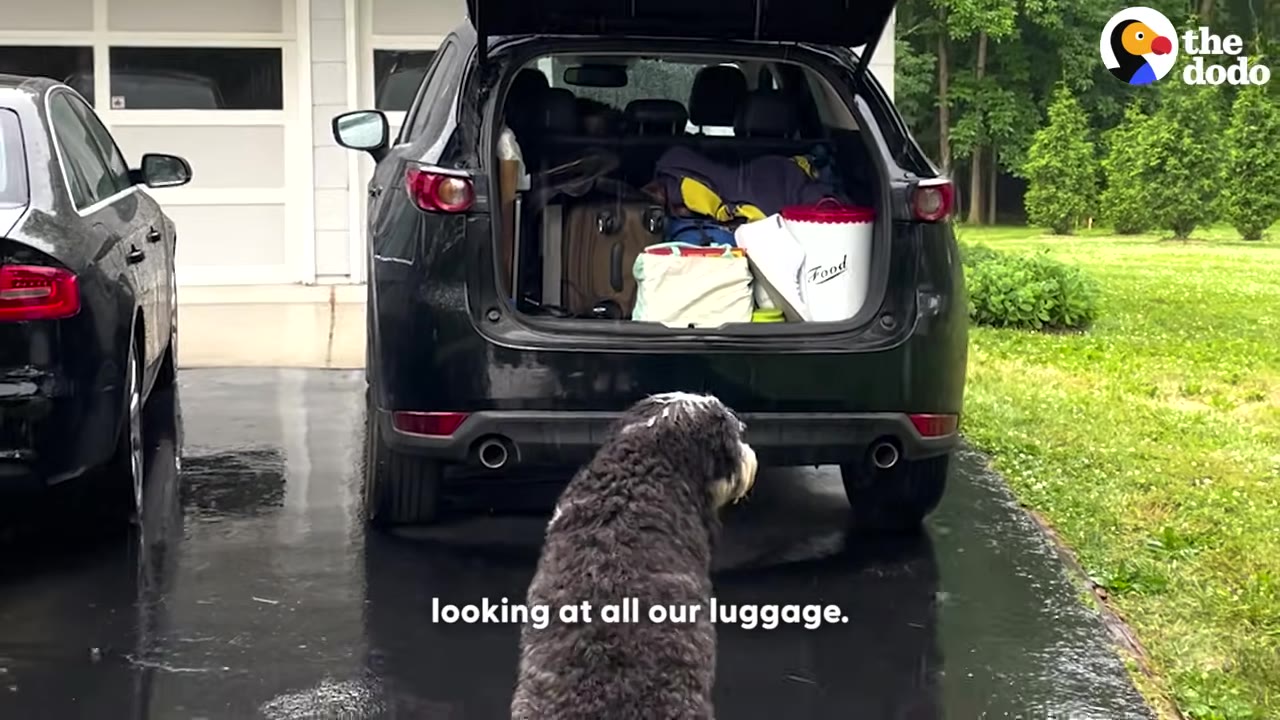 A fluffy grey and white dog stands behind an open car trunk packed with luggage and a food container.