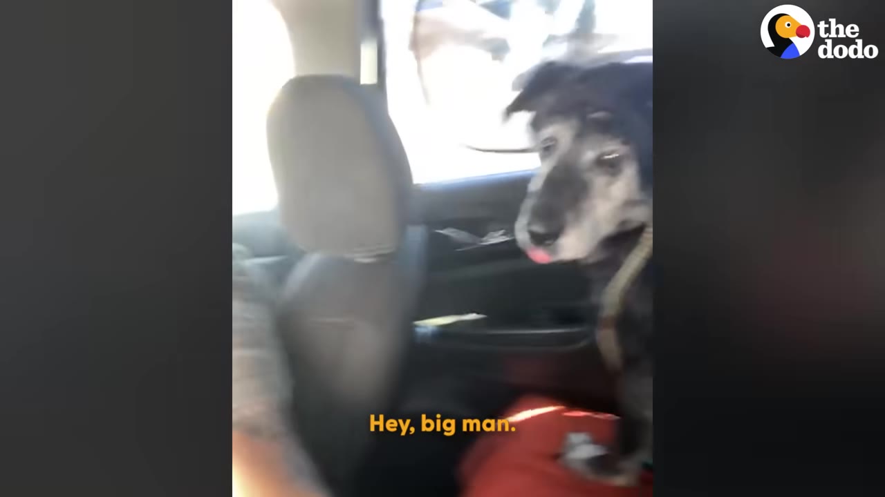 An old black and grey dog sits in the back seat of a car while a man speaks to him, with the subtitle 'Hey, big man.' on the screen.