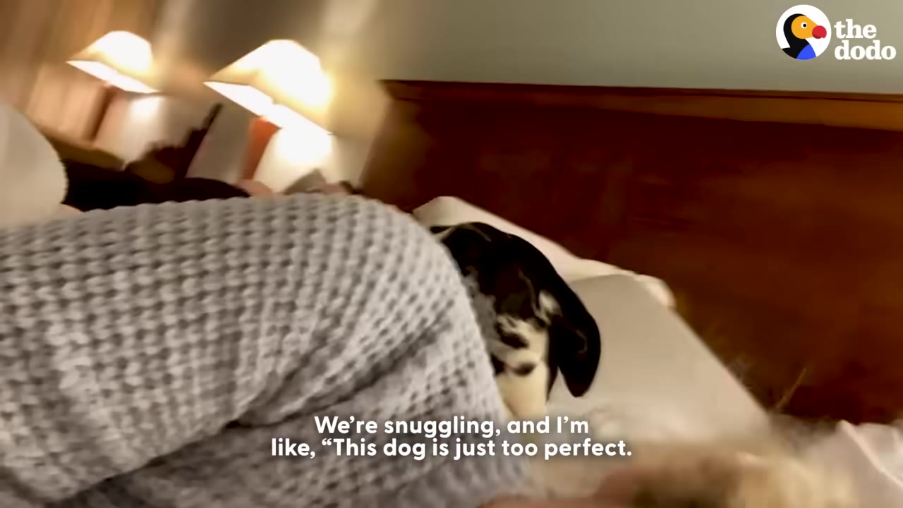 A black and white dog snuggles under the covers of a hotel bed next to a person wearing a grey knit sweater.