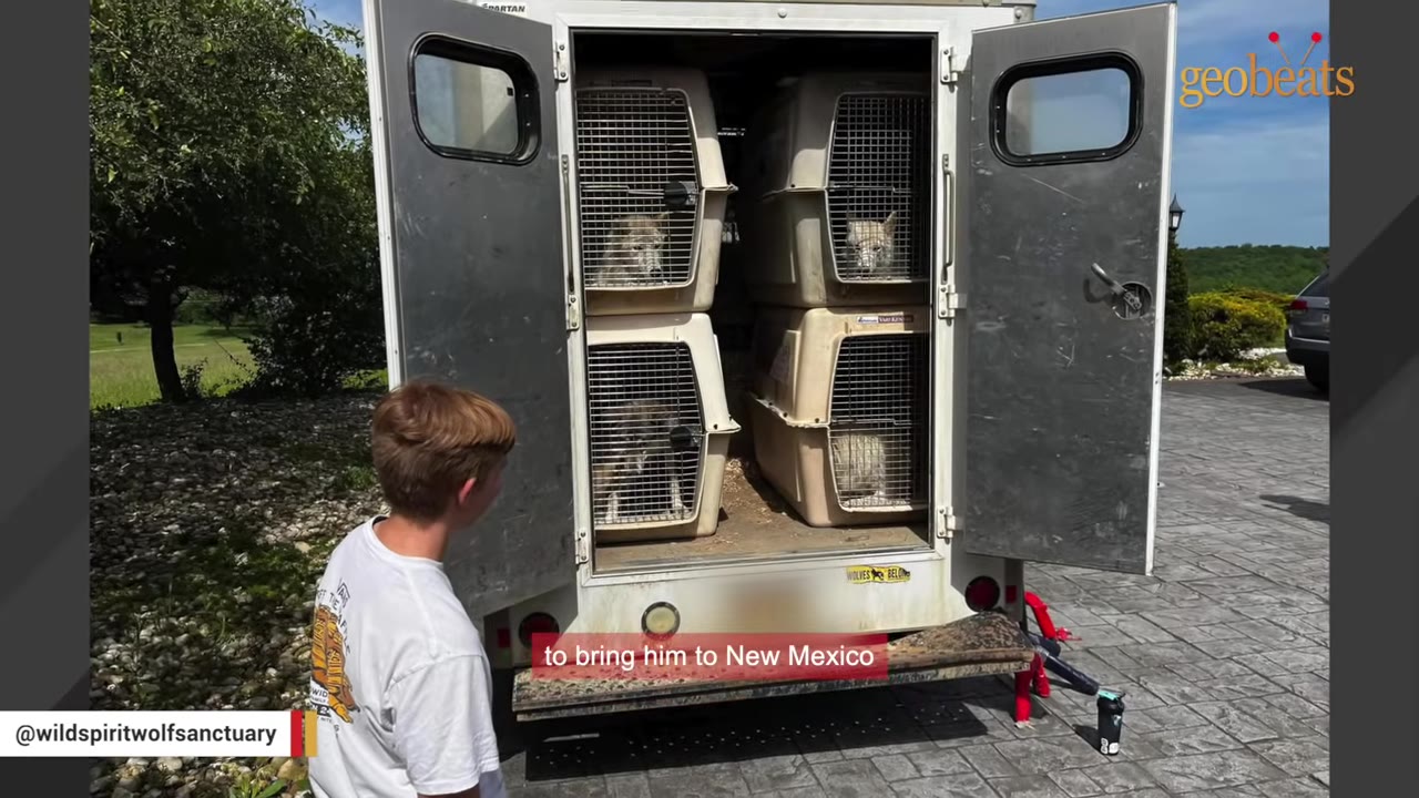 A young person looks into the back of a transport vehicle loaded with animal crates containing wolves, with a caption reading 'to bring him to New Mexico'.