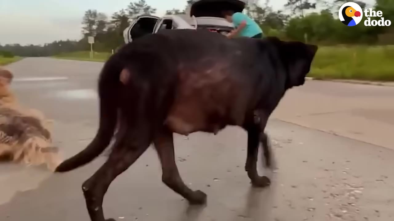 A pregnant black dog walks on a paved road next to a fluffy brown dog, with a car and a person visible in the background.