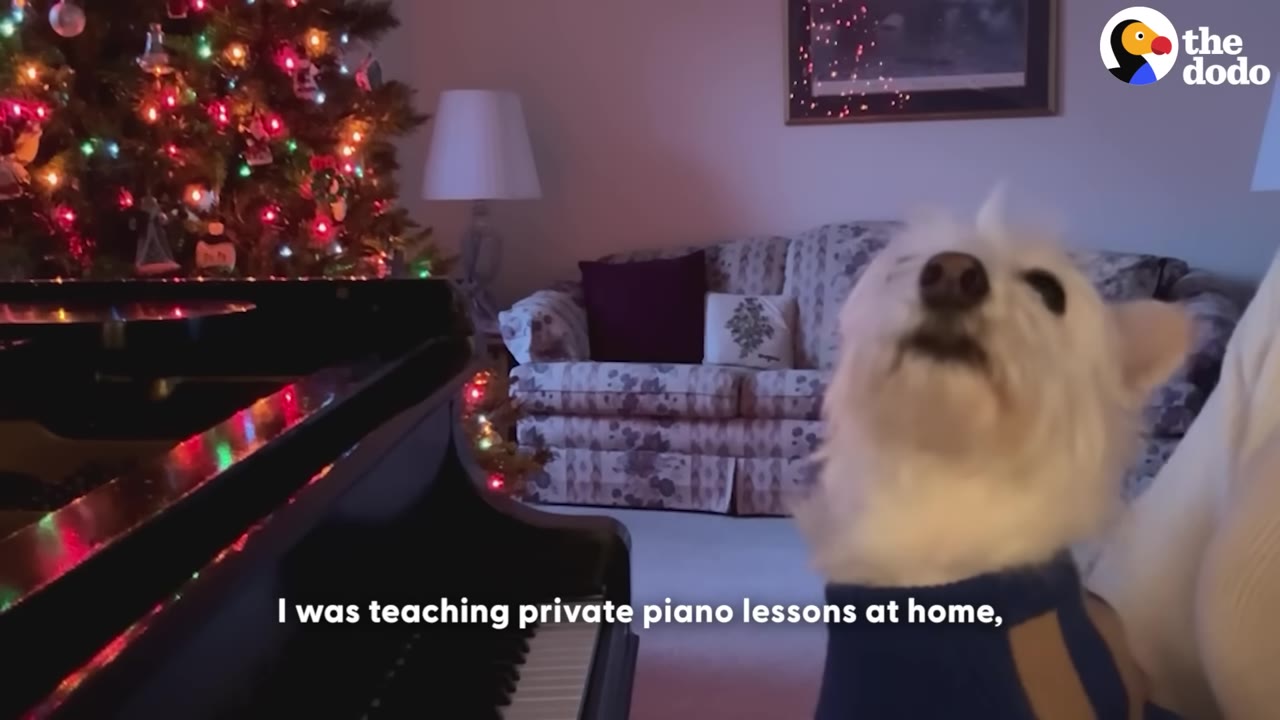 A small white dog wearing a blue sweater sits next to a grand piano in a living room decorated with a lit Christmas tree.