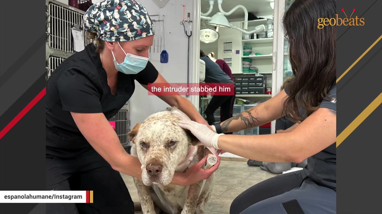 Two veterinary staff members in scrubs and gloves treat a speckled brown and white dog with a bandaged neck in a clinic.